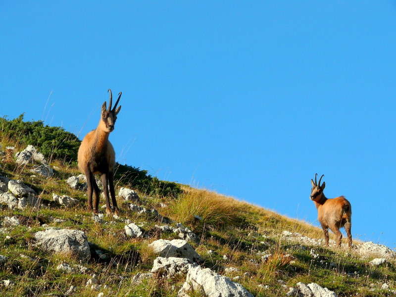 Camoscio d''Abruzzo Rupicapra pyrenaica ornata